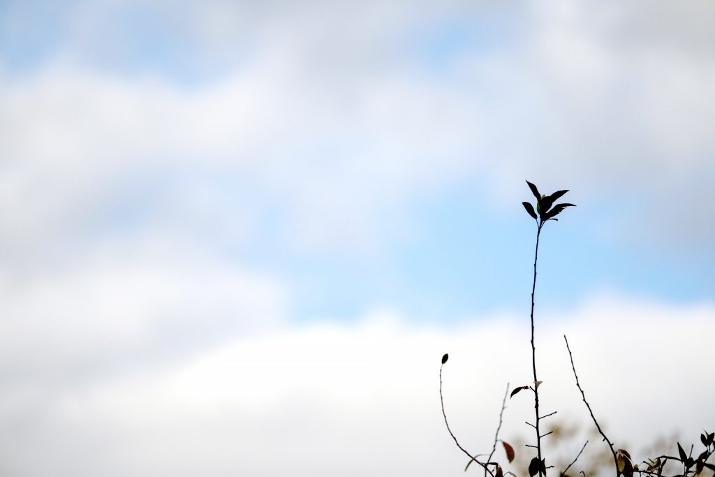 A leaf against a blue sky with clouds