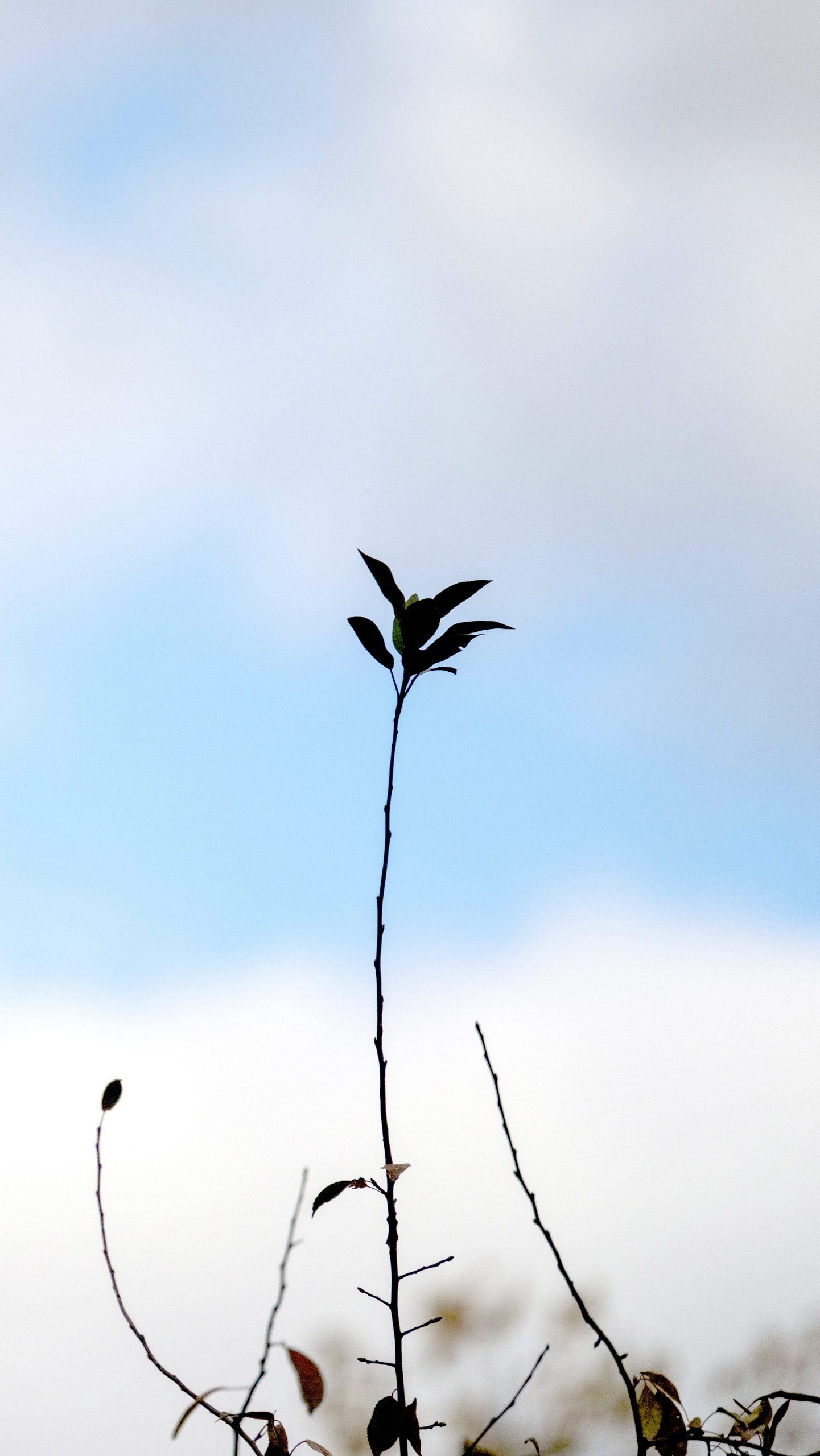 A leaf against a blue sky with clouds