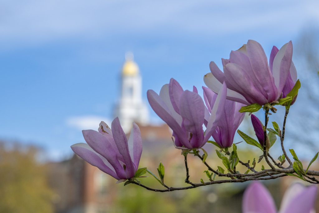 Tulip tree in bloom with Wilbur Cross is the background on April 28, 2026.